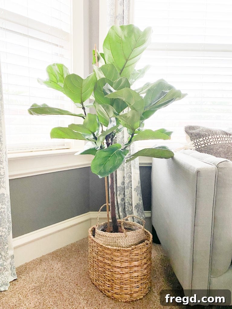 A vibrant, healthy fiddle-leaf fig plant elegantly placed in a decorative woven basket, adding natural beauty.