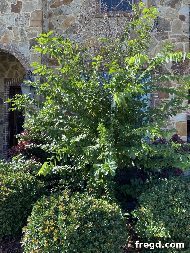 An overgrown tree before trimming with the Greenworks chainsaw