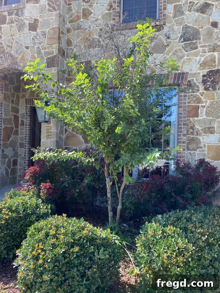 The same tree, neatly trimmed and manicured after using the Greenworks chainsaw