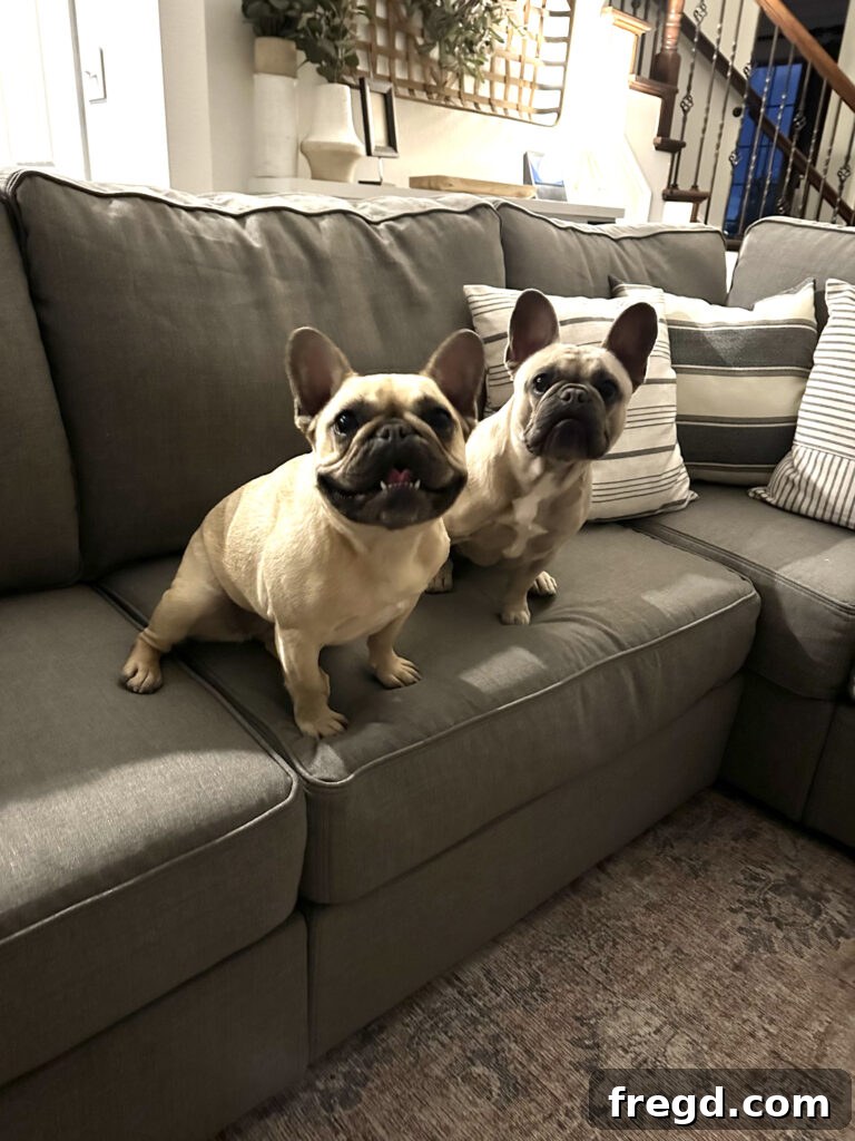 A close-up of a Lovesac Sactional with a cute French Bulldog comfortably resting on it, highlighting its pet-friendly nature.